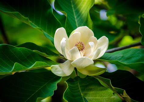 The Magnolia .